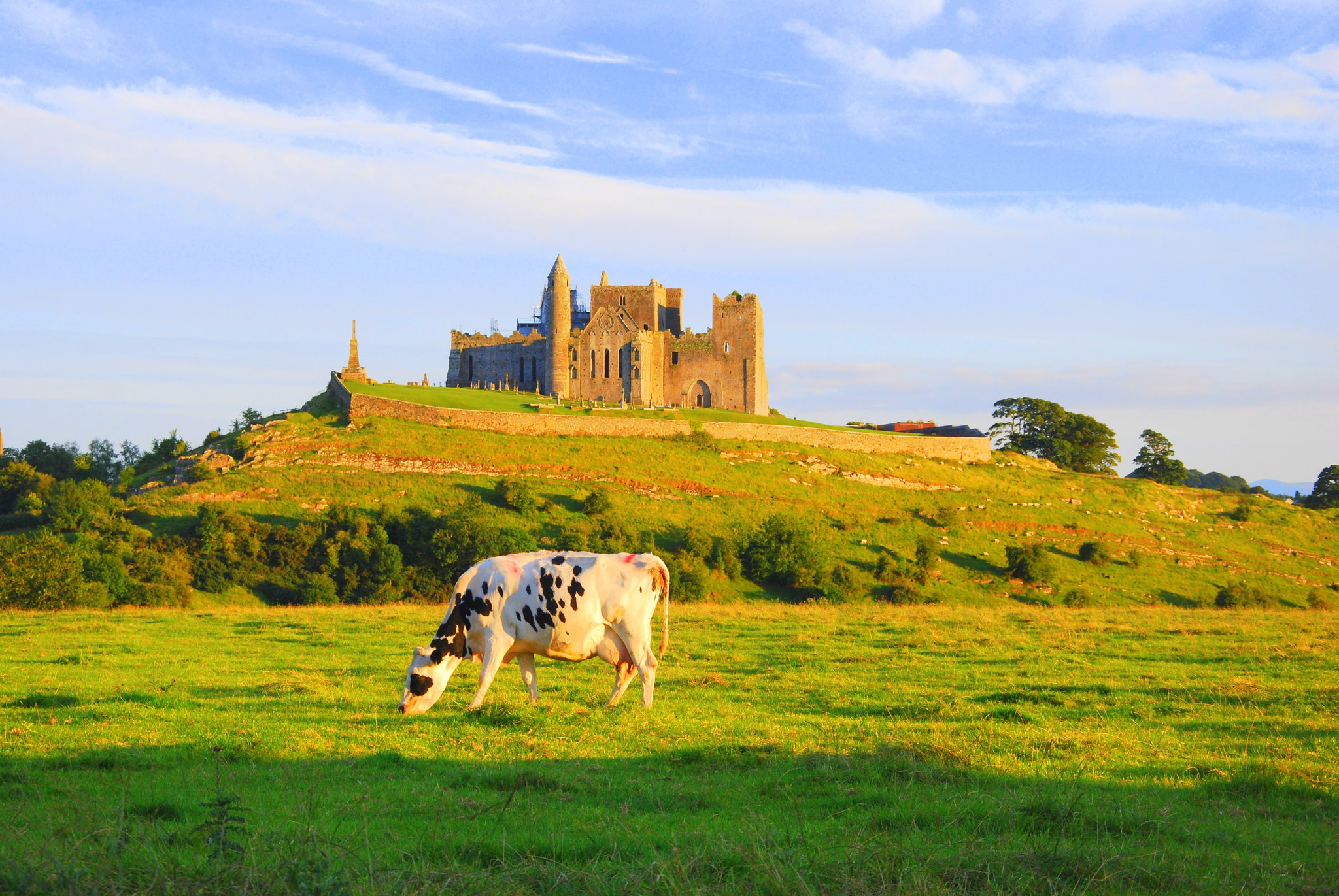 Rock of Cashel and Cow